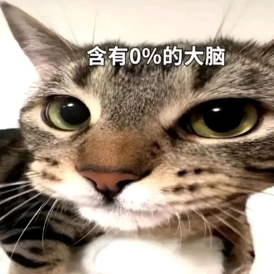 纸裤猫