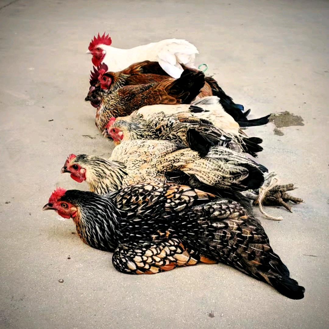 云南原生鸡（精品鸡）