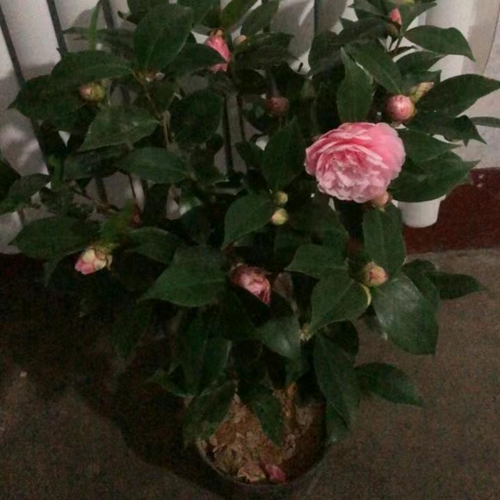 归零记忆
