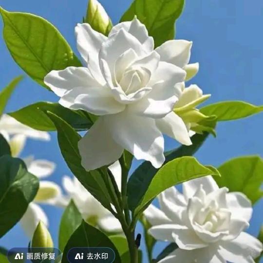 🌺栀子花开🌺