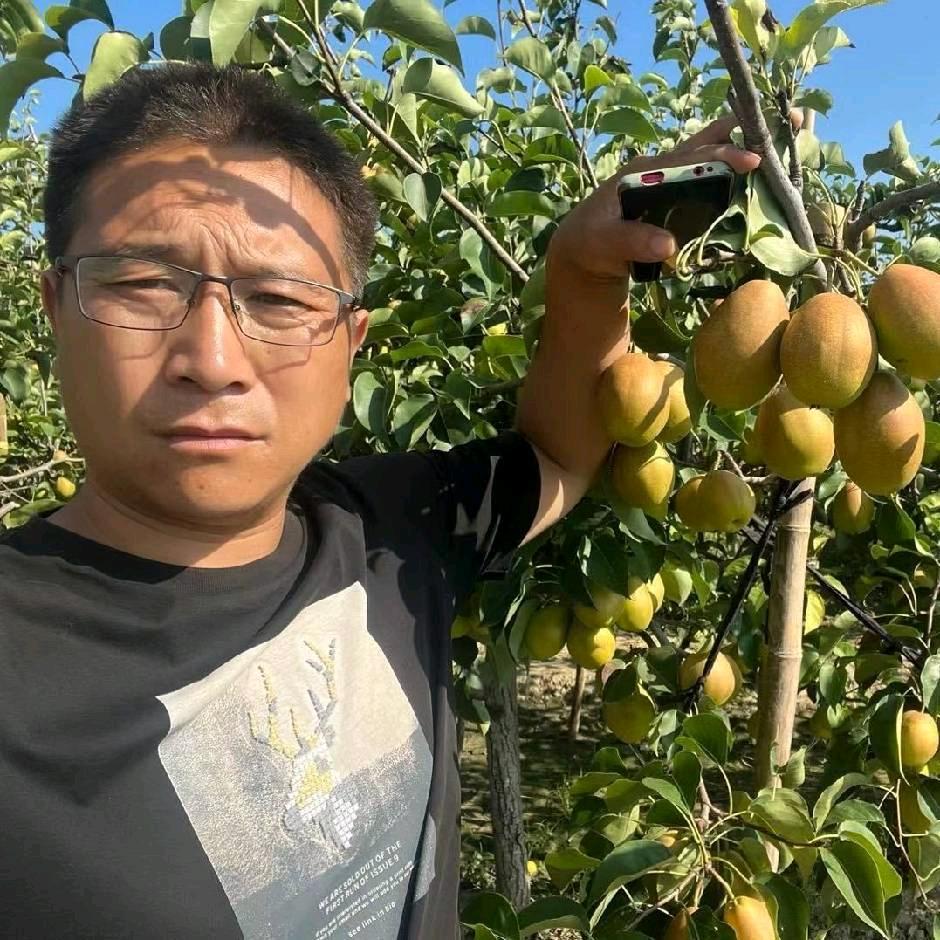 河北专业梨果产地代办∽冯明义