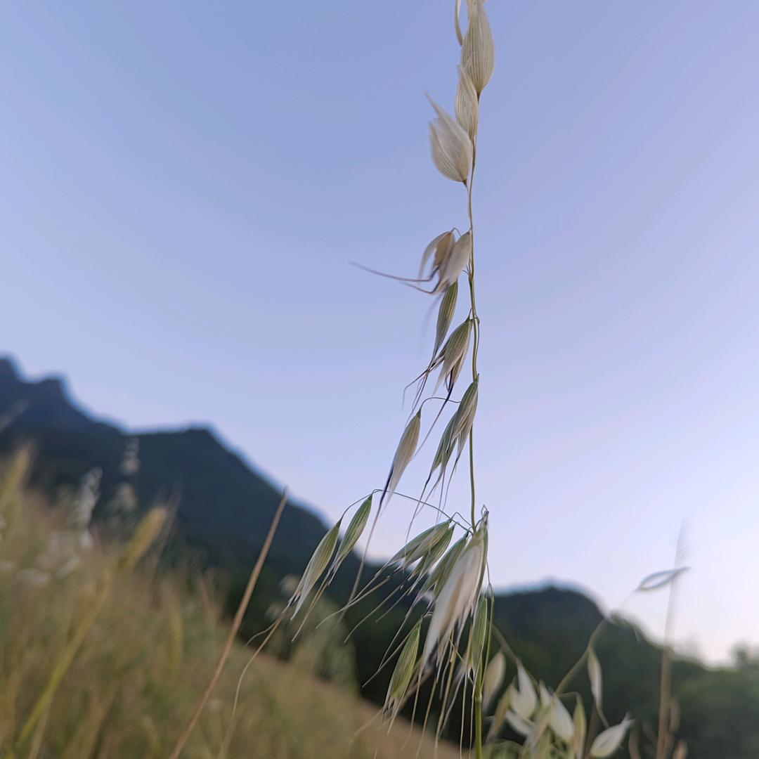 朝颜月见