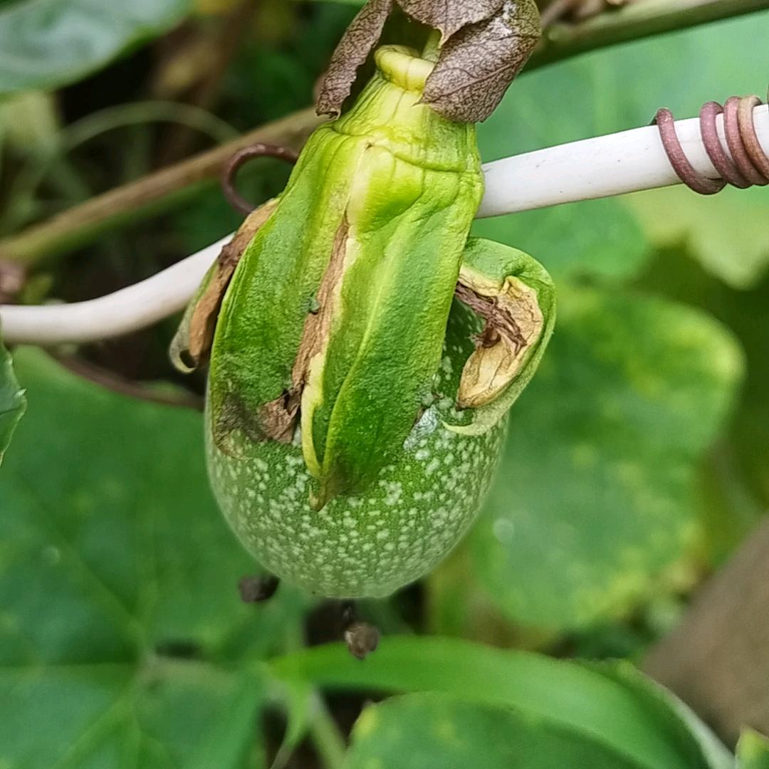 小贤
