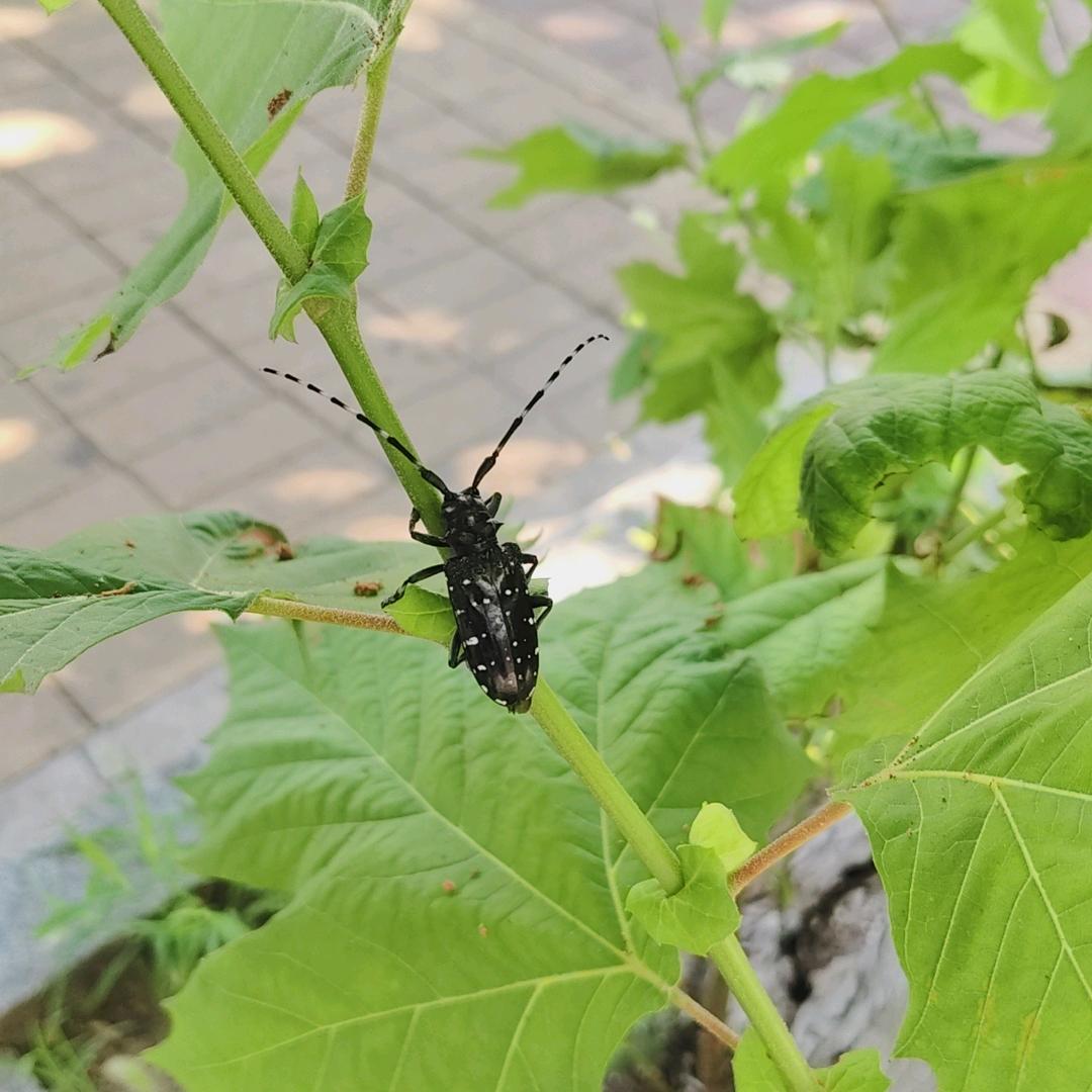 素芳