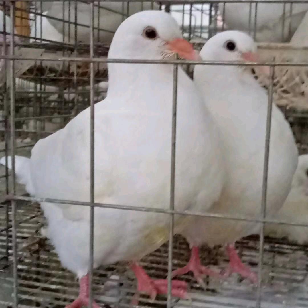 爱心白鸽姐