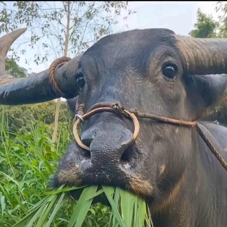 牛12🐮