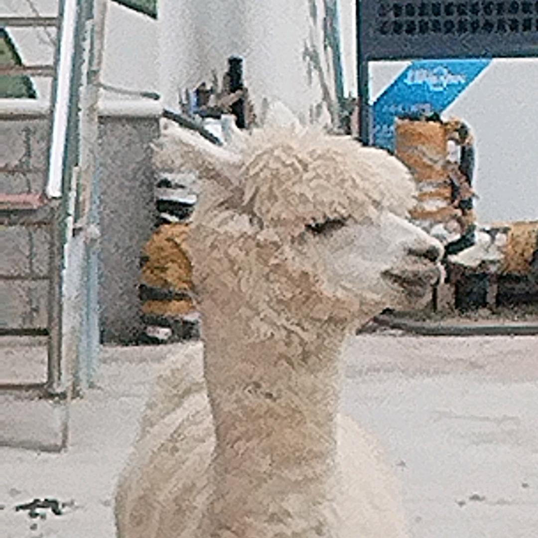 往昔