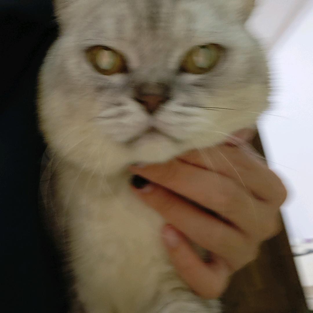 菜枫