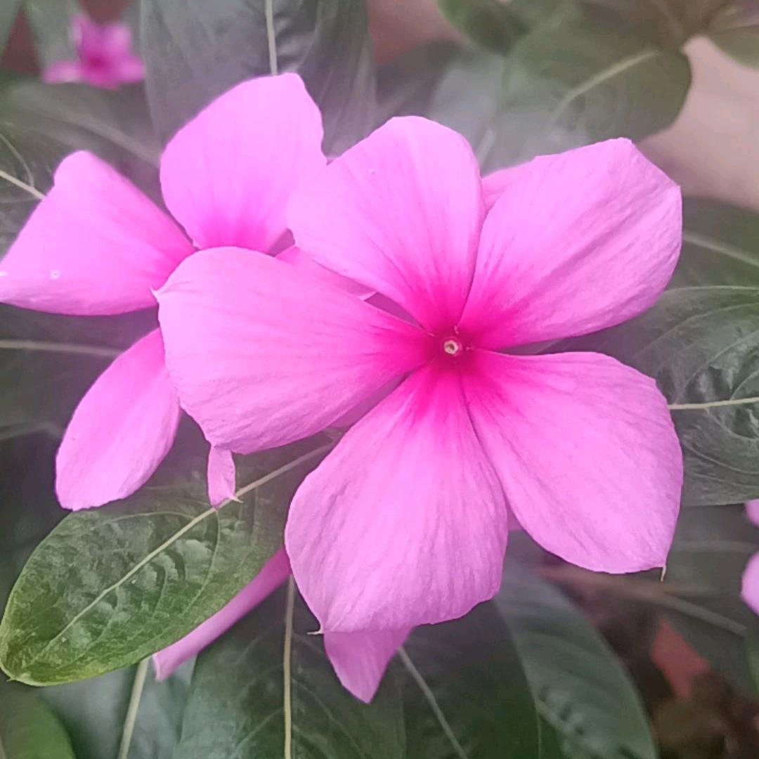 八月桂花香