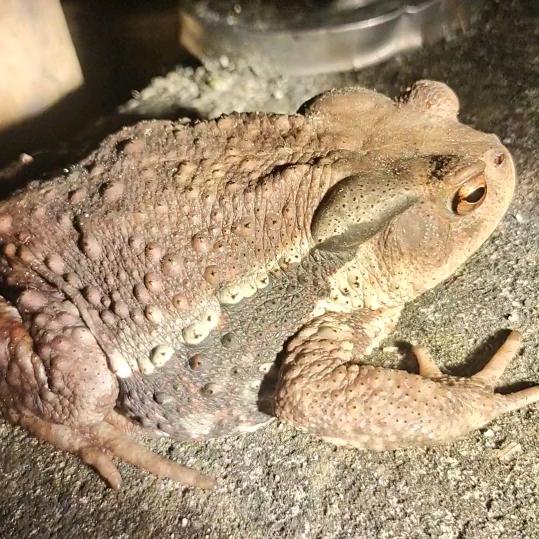 撕夜