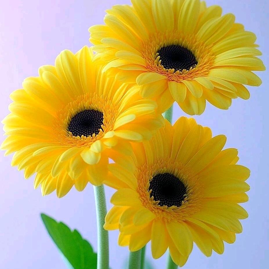 向阳花