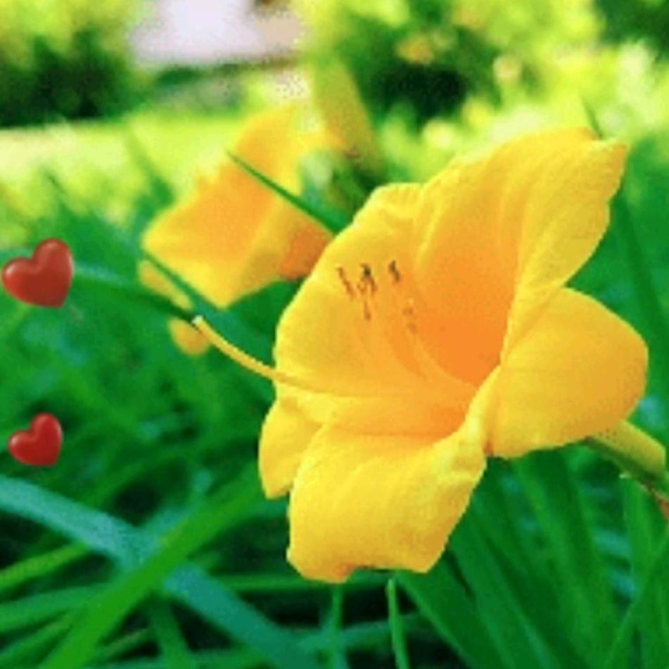 忘忧草