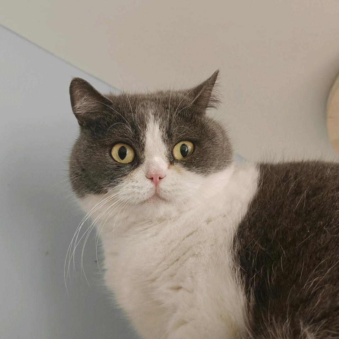 小猫爱吃芝士汉堡