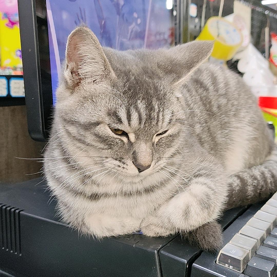 憨憨小猫收银员