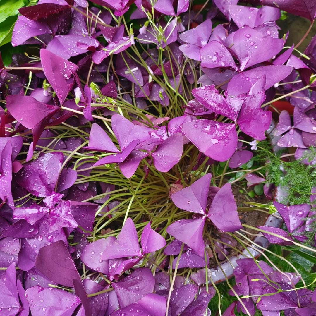 一生只爱一个人固始