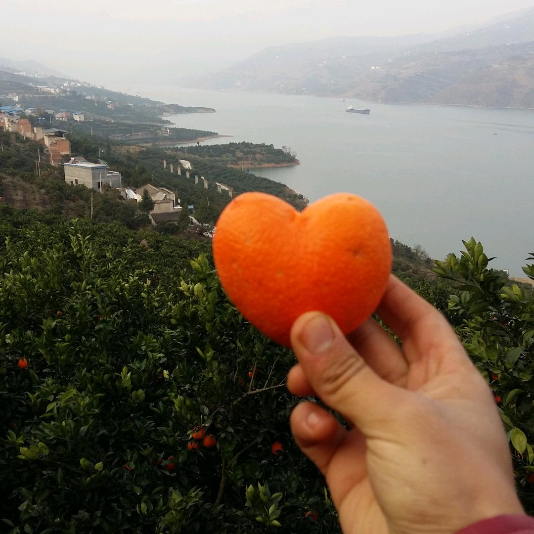 诗与橙™奉节脐橙水果生鲜供应链