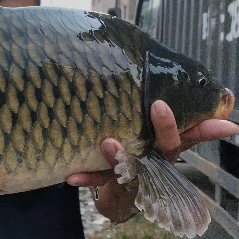 四川老实人钓鱼🎣