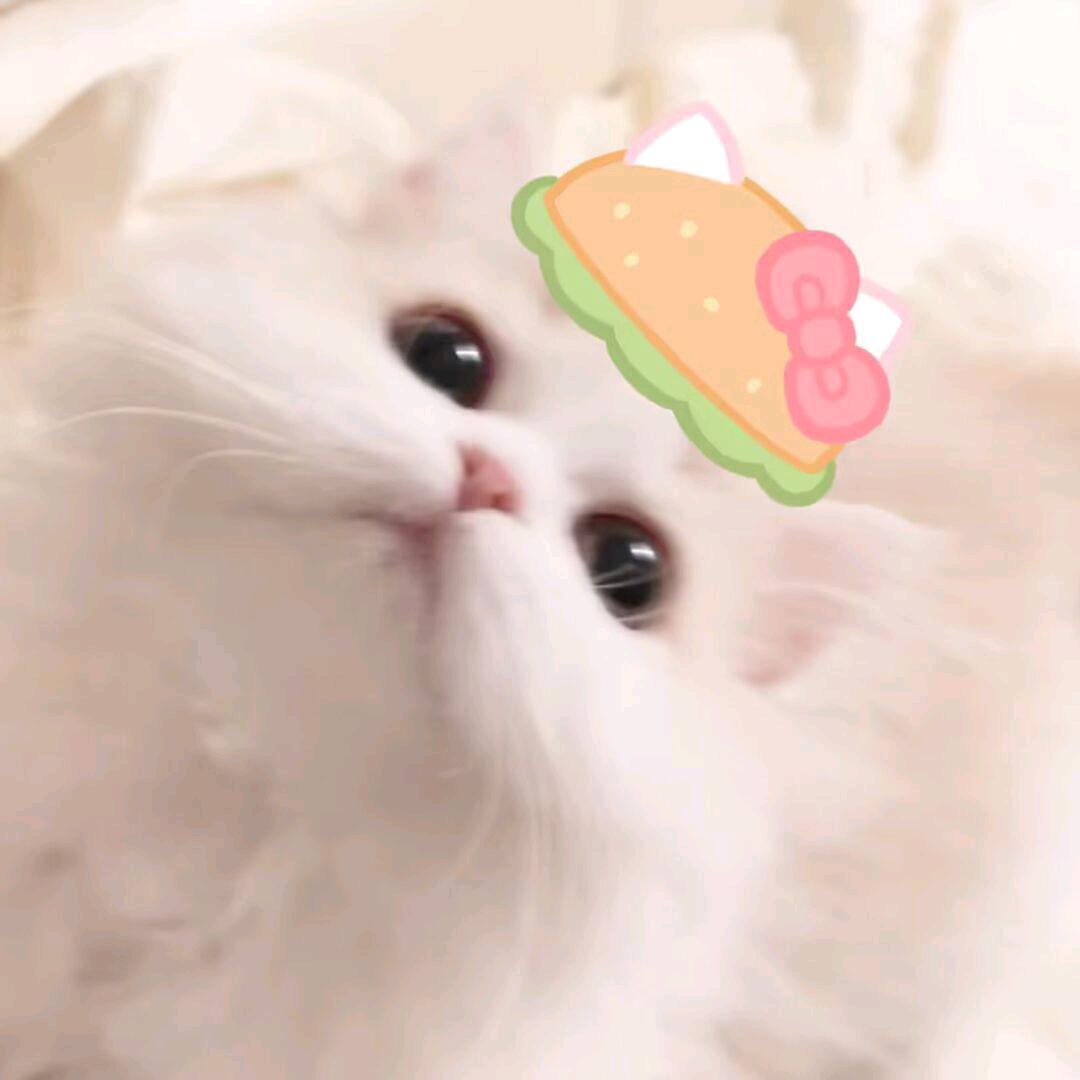 ๑•̌.•̑๑