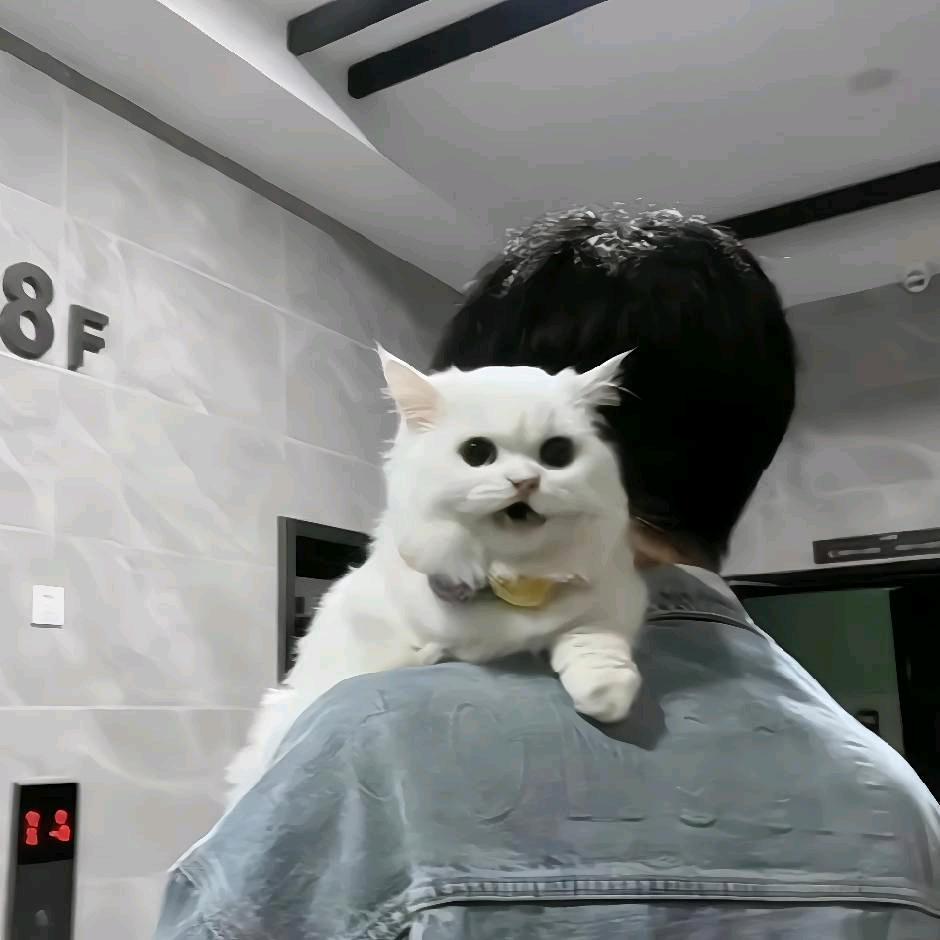 狂踹小青那条好腿