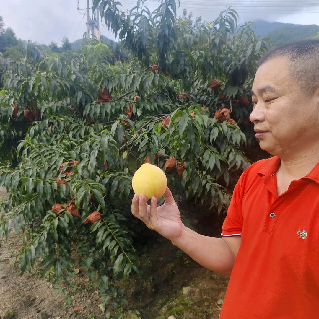 向华果园/品鲜果业