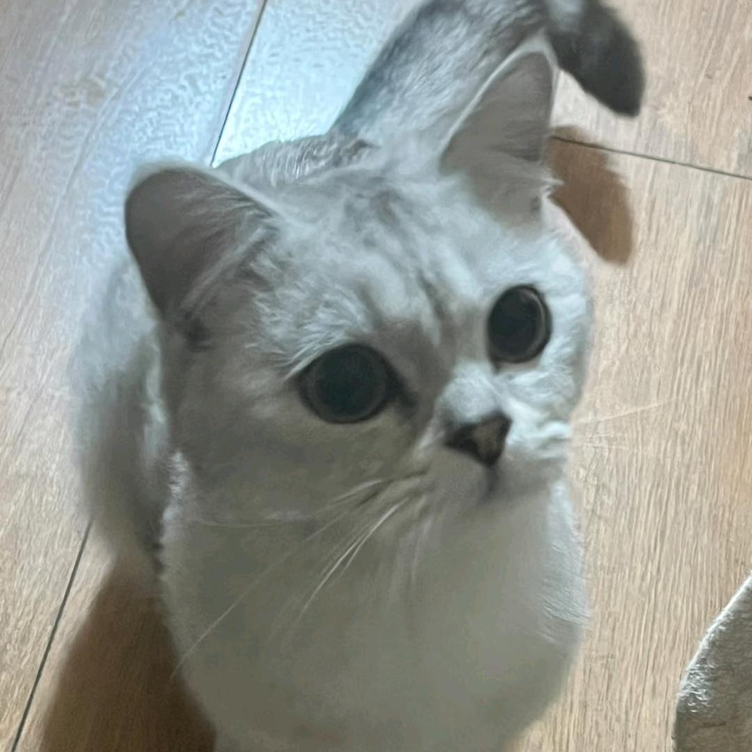 Kachh