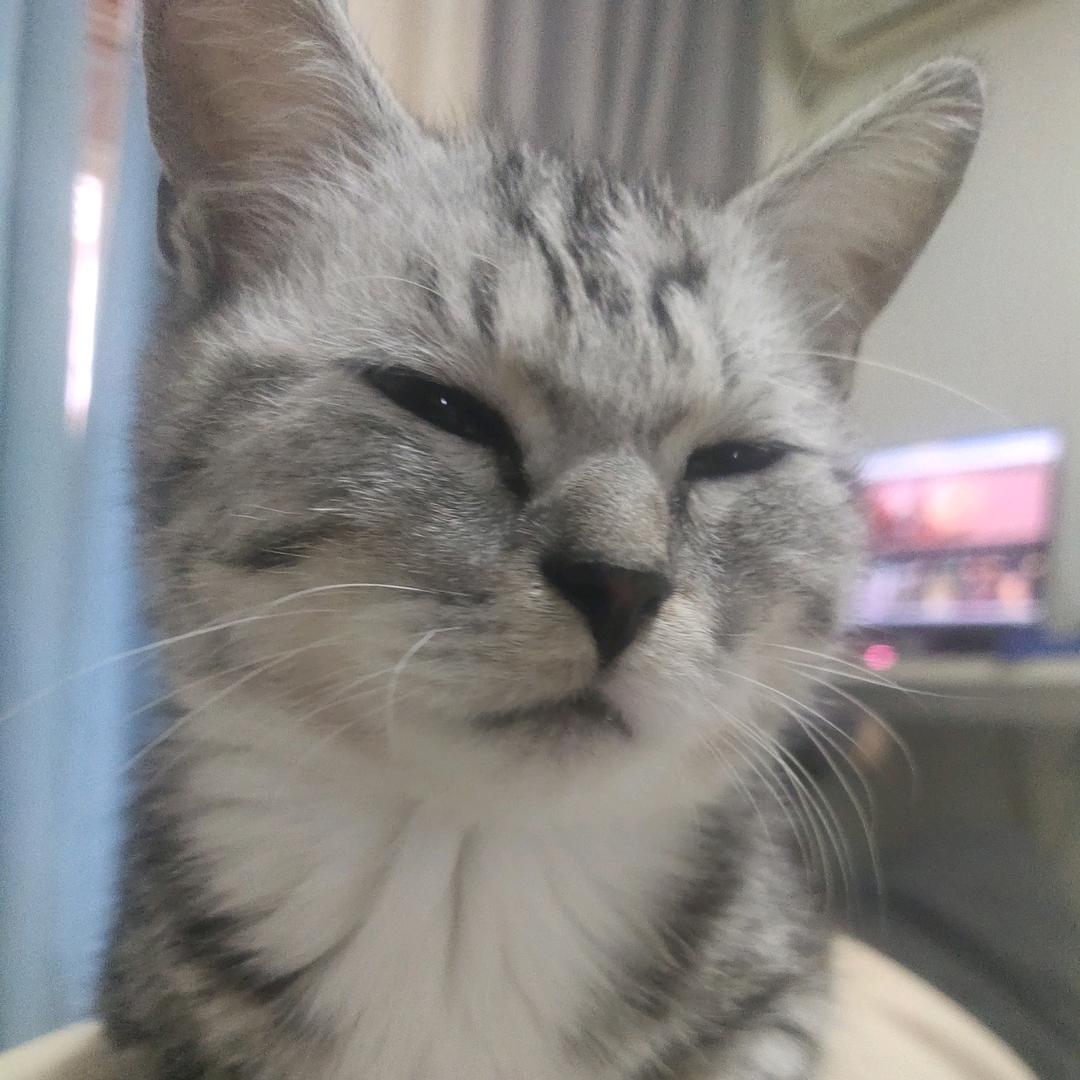 宝宝巴士