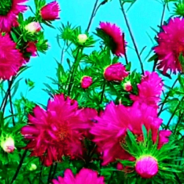美好的一天。🌺🌺