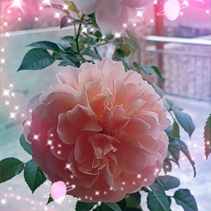 家人平安喜乐🌹🌹