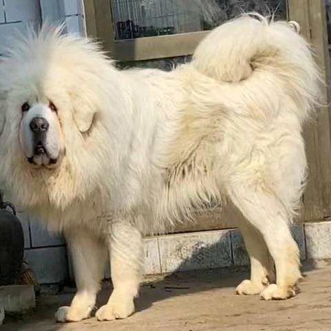 湖北相林雪獒园