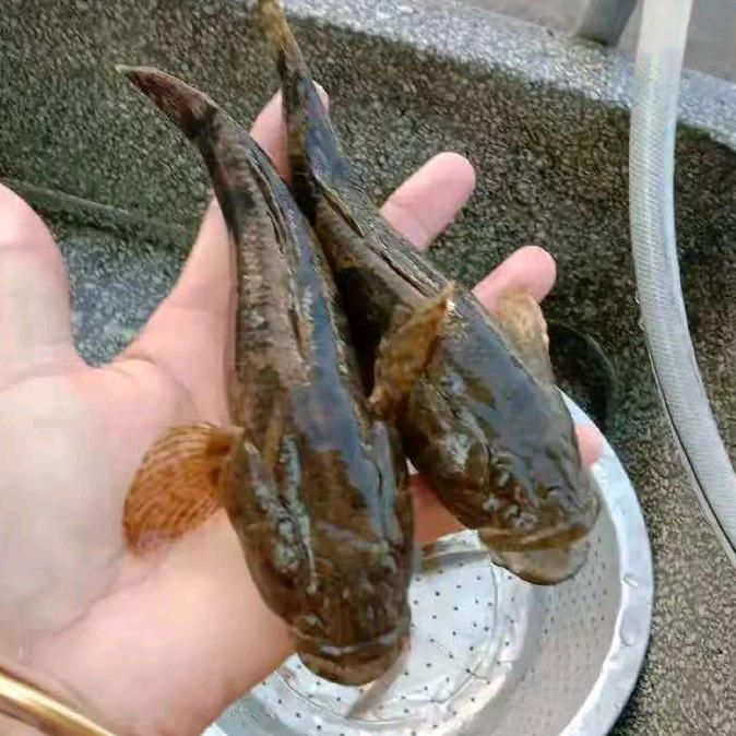 衢州虎头鲨养殖基地