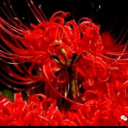 茶要泡开人要想开