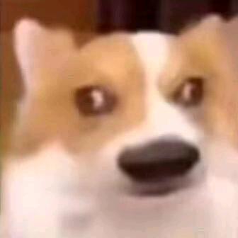 呆呆