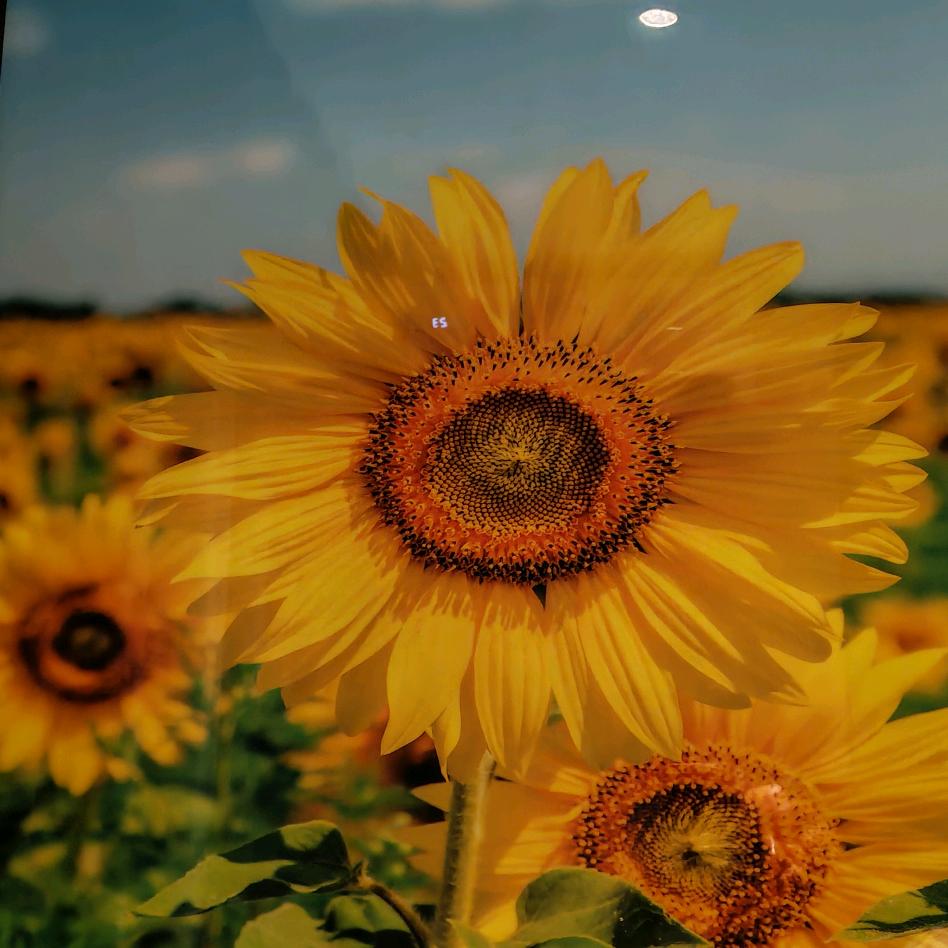 🌻向阳开🌼
