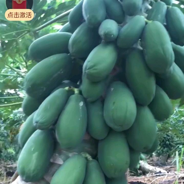 木瓜~（漂泊）
