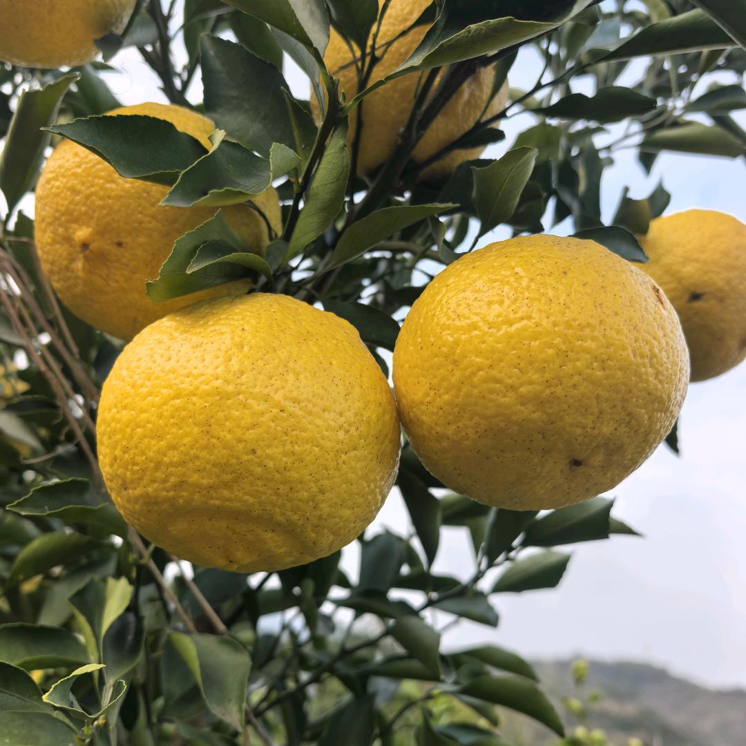 怀化小橙橙果园