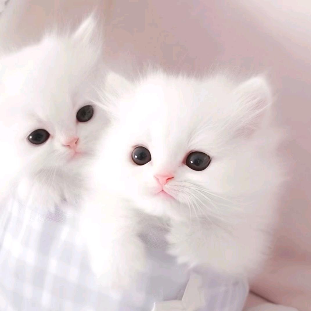 欣欣酱