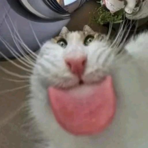 丧彪～(