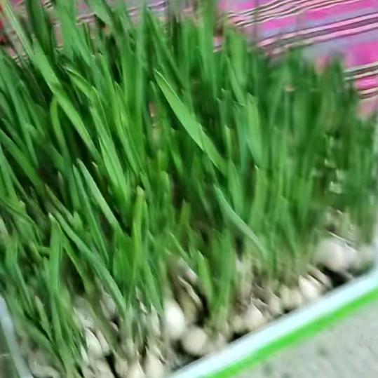 春蛇🐍