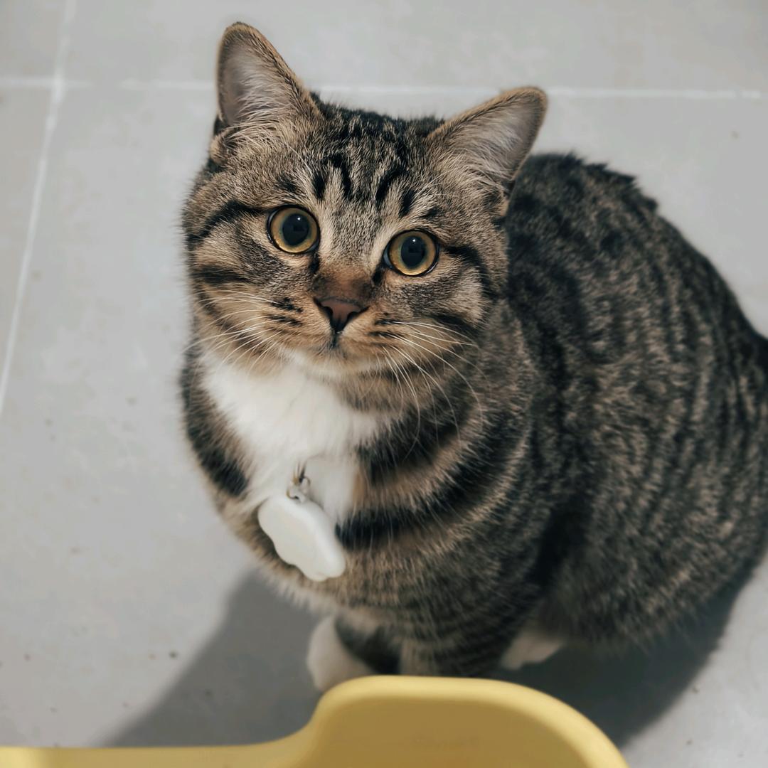 手套专属🐱