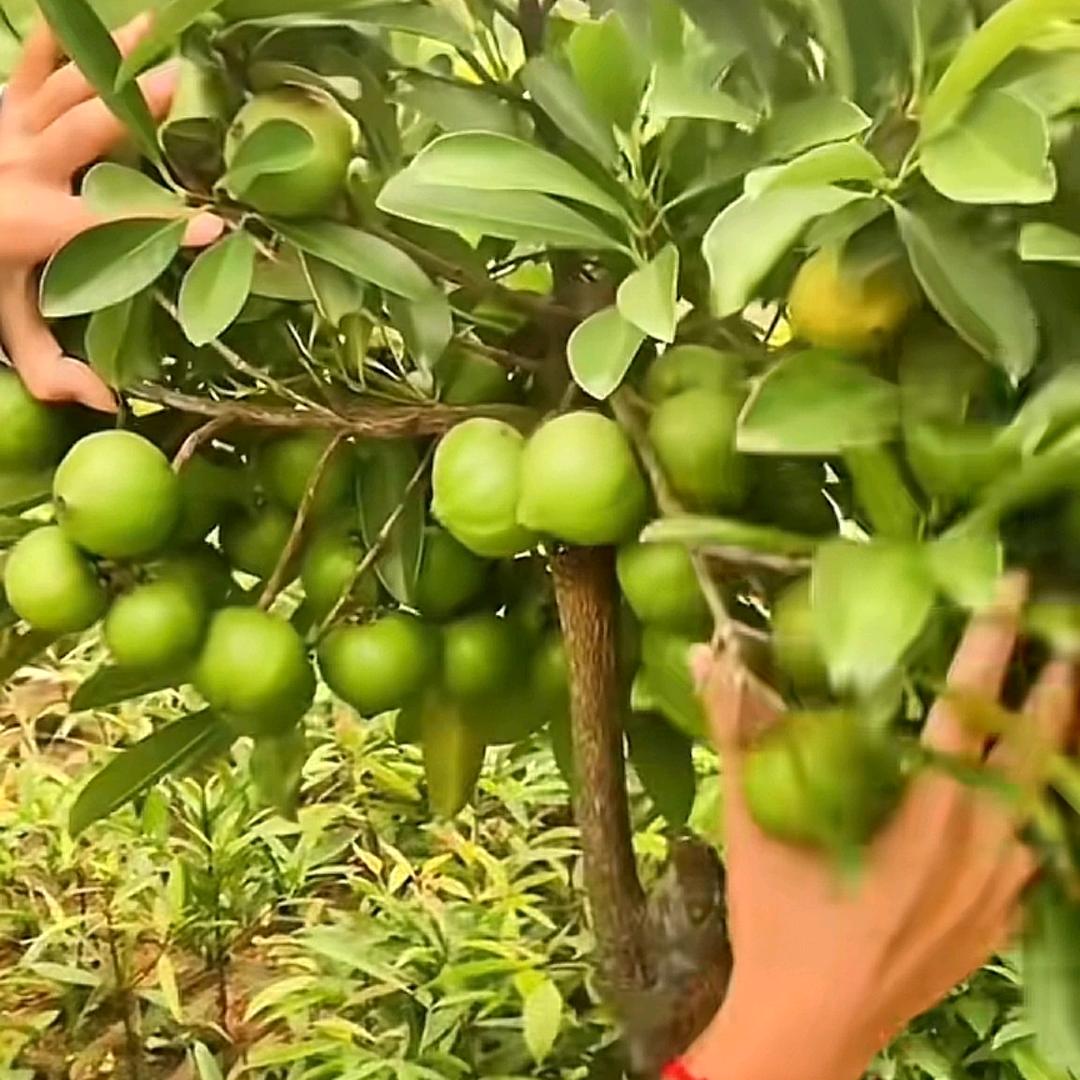 凌佰煌果树苗木专营店