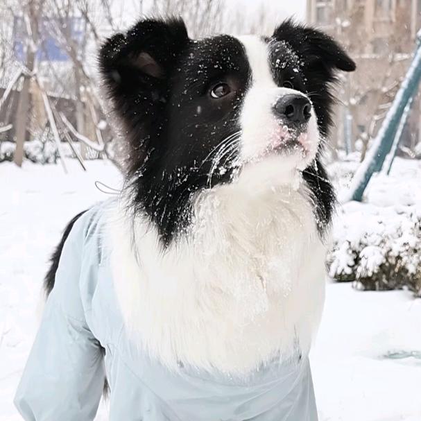 小薇叹气