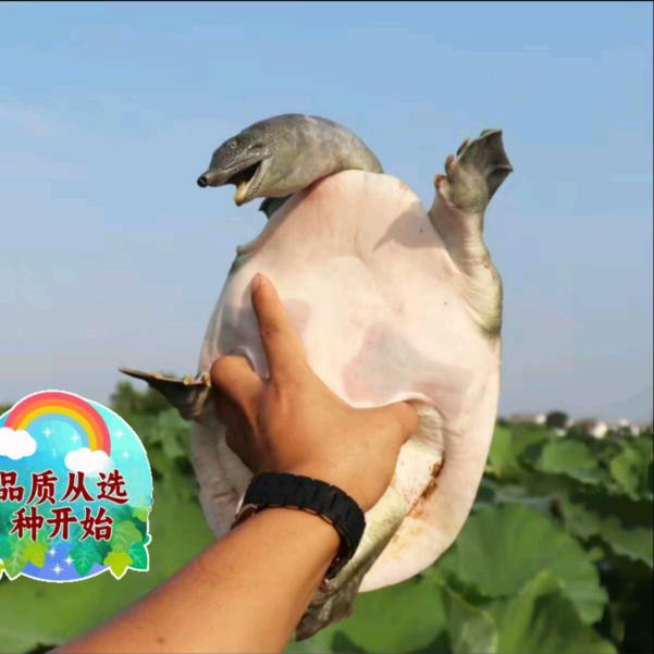 中华鳖甲鱼养殖基地蚊子