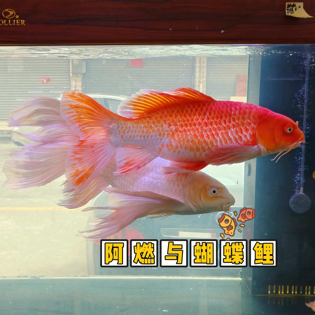 阿燃与蝴蝶鲤