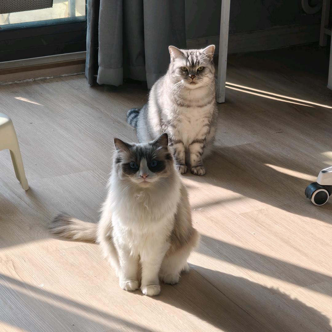 南京租房小助理