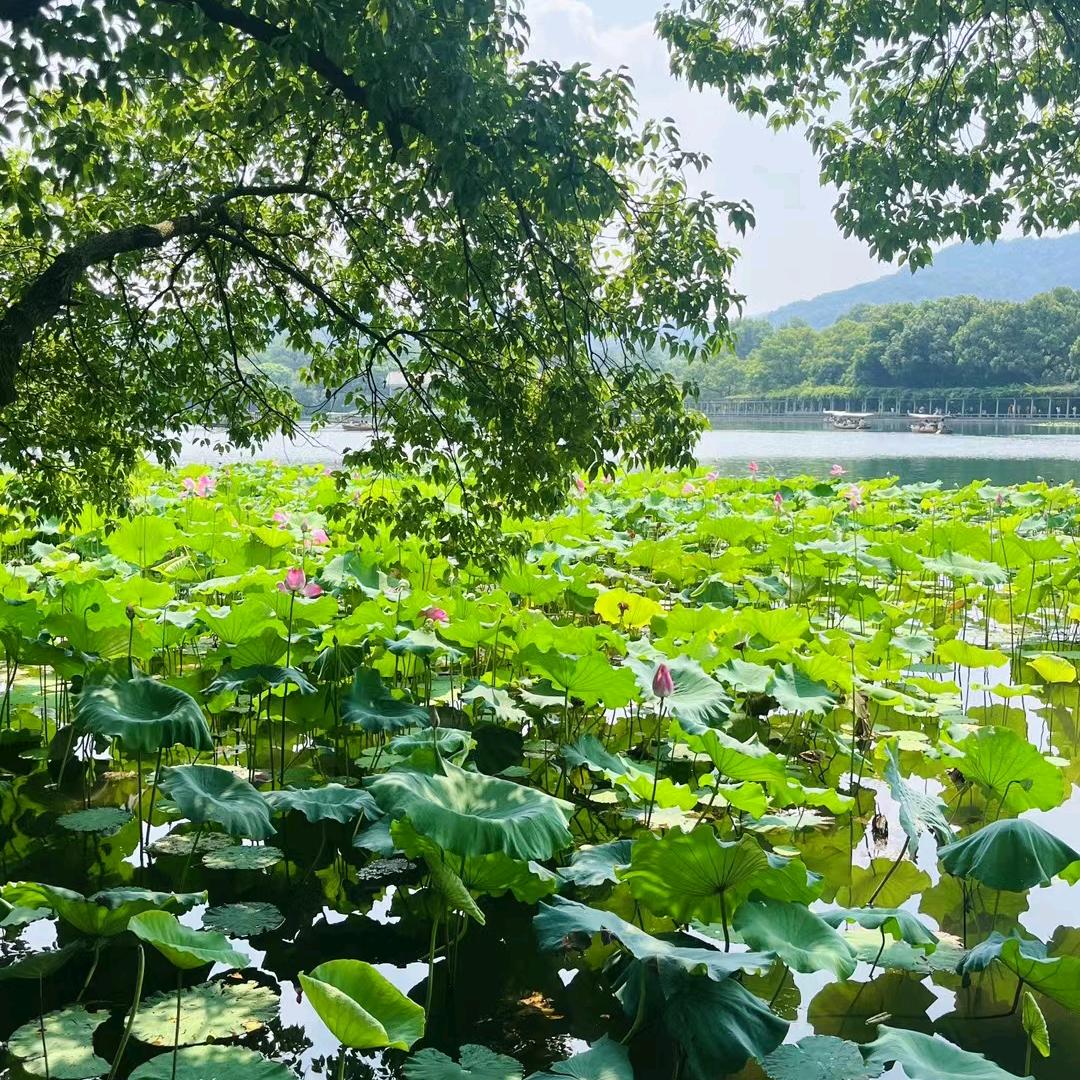 莲花处处开