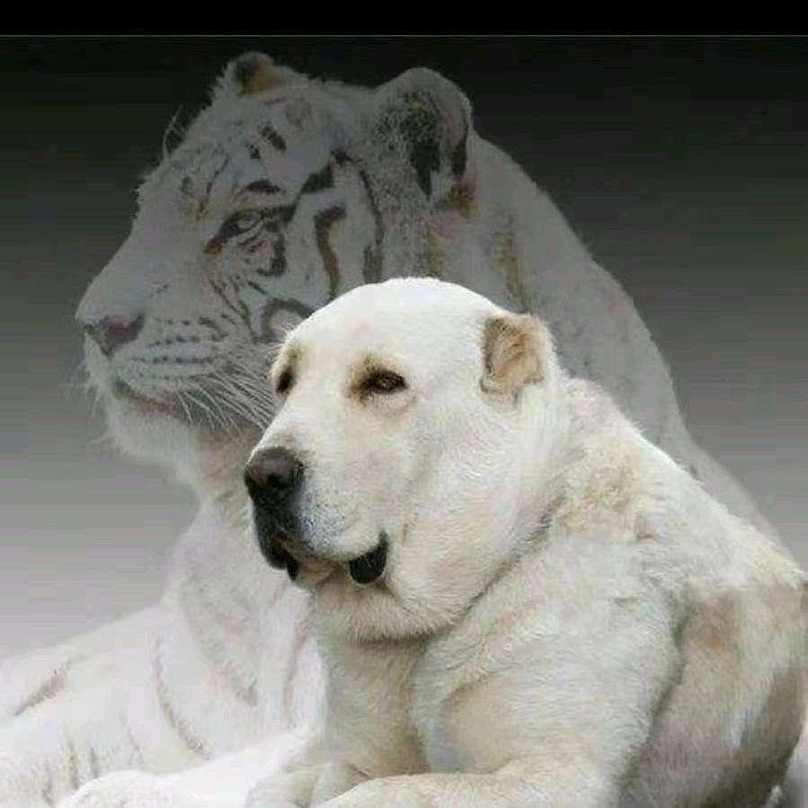 亚特犬舍   中亚坎高犬