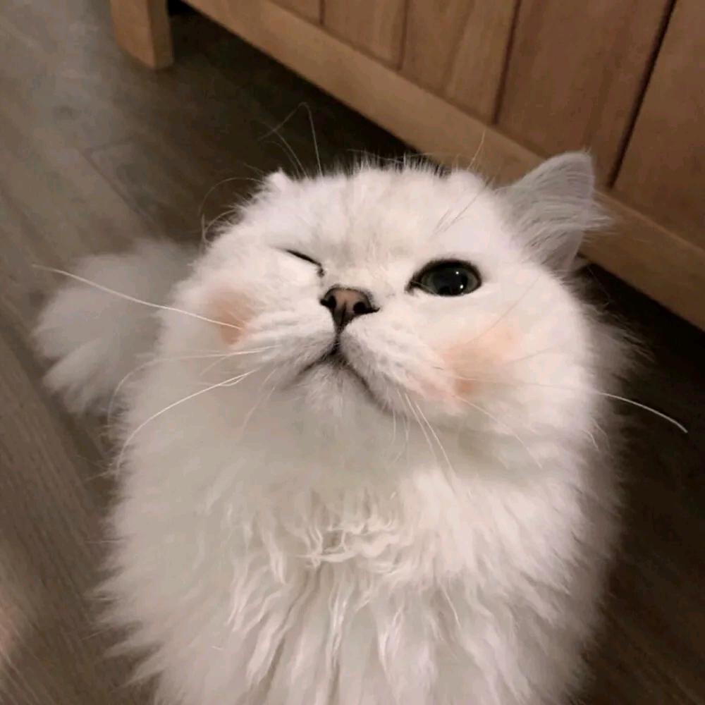 霸总态度