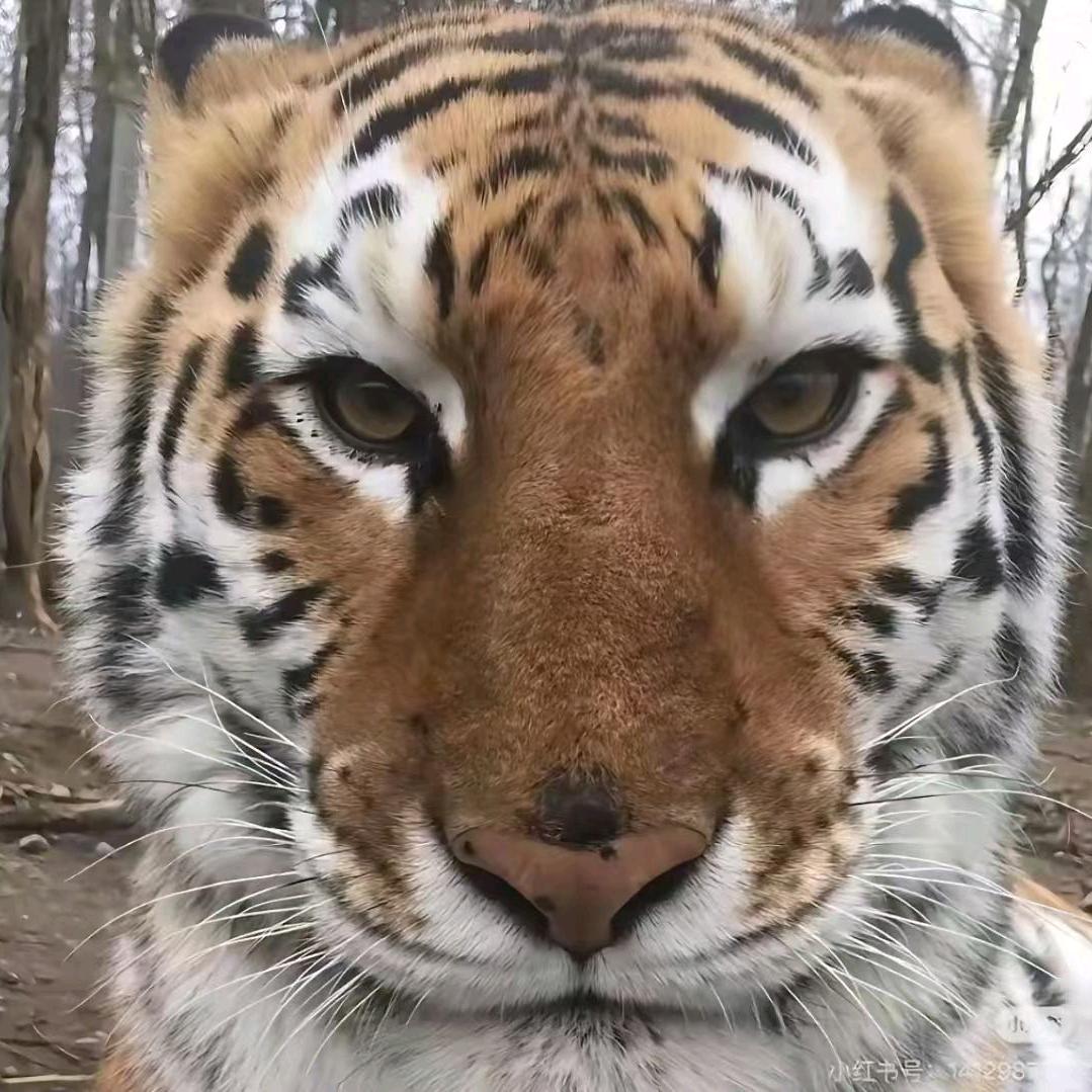 咖啡味的猫