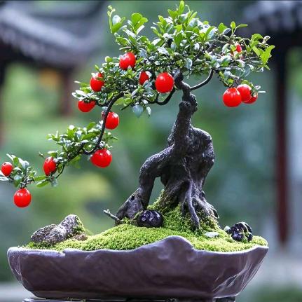 瓶兰花香金弹子