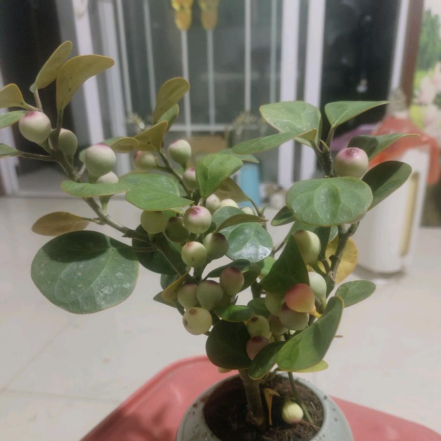 姜湖老王